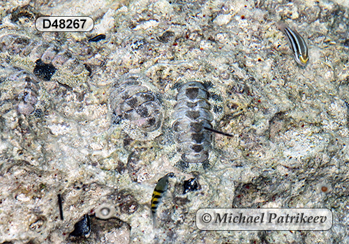 West Indian Fuzzy Chiton (Acanthopleura granulata)